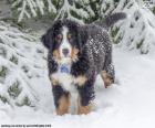 Κουτάβι Μπερνίζ - Bernese Mountain Dog